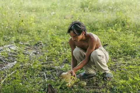 Young man cutting open coconuts on the ground in rural setting Stock Photos