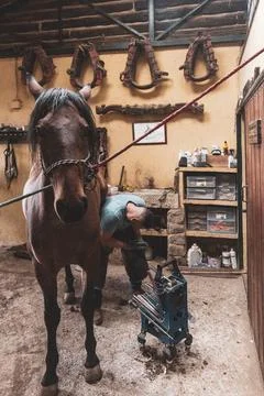 A young man dedicates his time to horse care, carefully shoeing a horse Stock Photos