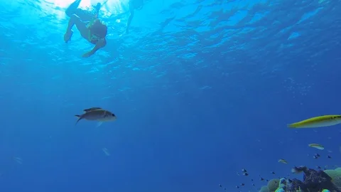 Young man dives in a clear blue ocean with lots of fish underwater Stock Footage 127054662