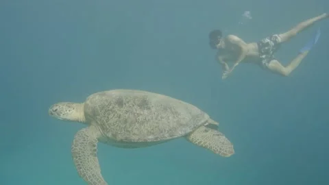 Young man diving underwater beside Sea Turtle in Indonesia Waters,close up Stock Footage 226880418