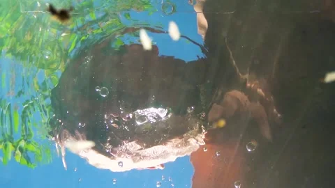 Young man diving into water and bubbles in nature in sunny summer Video stock 308449183