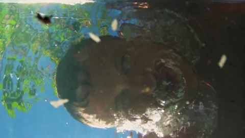 Young man diving into water and bubbles in nature in sunny summer Video stock 308449185