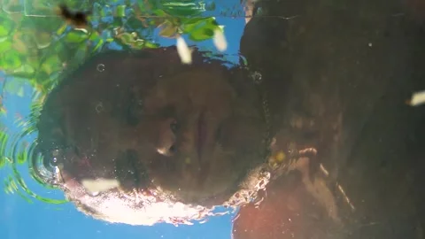 Young man diving into water and bubbles in nature in sunny summer Video stock 308449190
