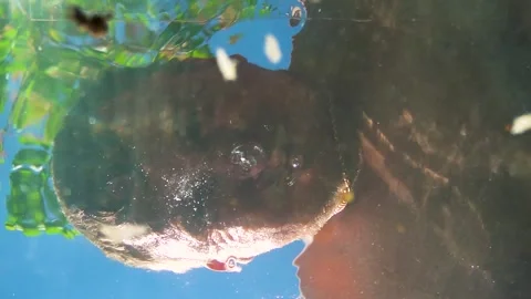Young man diving into water and bubbles in nature in sunny summer Video stock 308449192