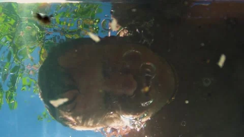 Young man diving into water and bubbles in nature in sunny summer Video stock 308449207