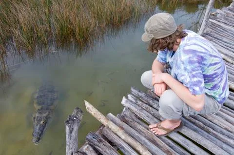 Young man on dock observing the Morelet's Crocodile, Crocodylus moreletii or Stock Photos