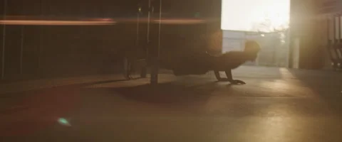 Young Man Doing Push Ups In Gym Stock Footage 208711241