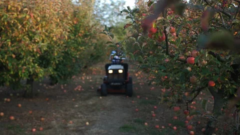 Young Man Driving a Small Tractor In Apple Orchard 4k 3 Vídeo Stock 100632630