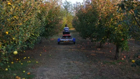 Young Man Driving a Small Tractor In Apple Orchard 4k 4 Vídeo Stock 100632852