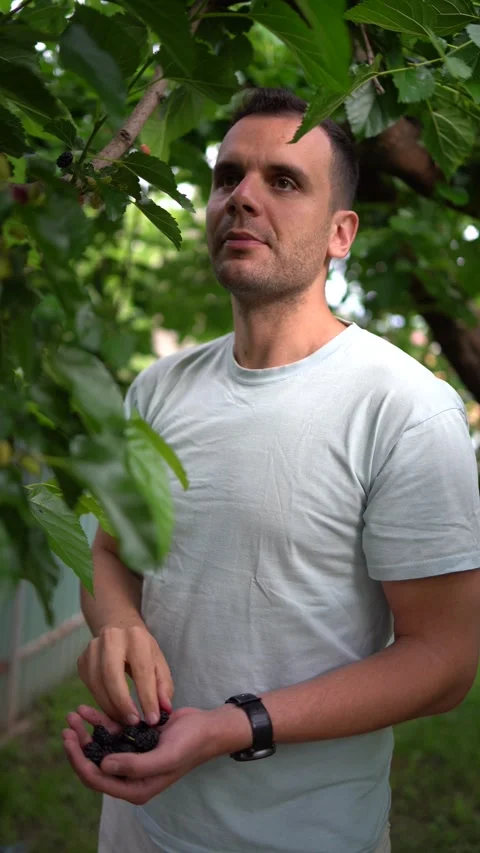 A  young man eats a mulberry, has stained his hands, tongue, and face with .. Stock Footage 277628760