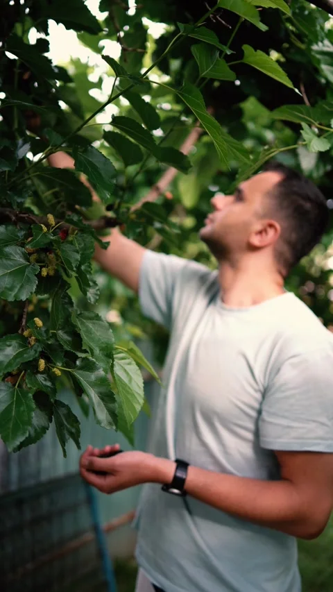 A  young man eats a mulberry, has stained his hands, tongue, and face with .. Stock Footage 277628772