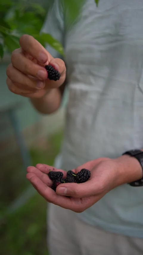 A  young man eats a mulberry, has stained his hands, tongue, and face with .. Stock Footage 277628776