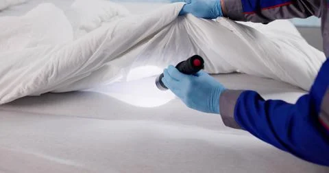 Young Man Expertly Checking Bed For Bed Bugs With Flashlight. Stock Photos