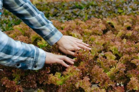 Young man farmer hands checking fresh red oak lettuce salad Stock Photos