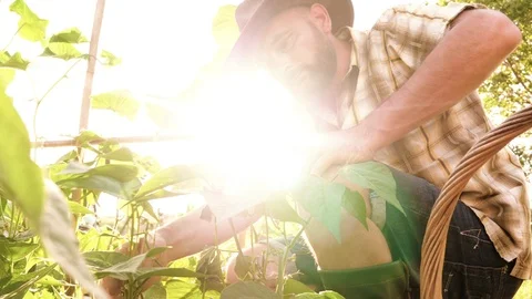 Young man farmer in his personal vegetable garden checking taking care of Stock Footage 118828443