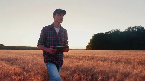 Young man farmer walking on wheat field, looking at mature spikelet. Slow motion Stock Footage