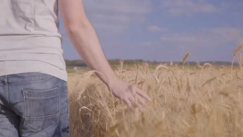 Young man farmer in wheat field gently touching wheat ears Vídeo Stock 165032091