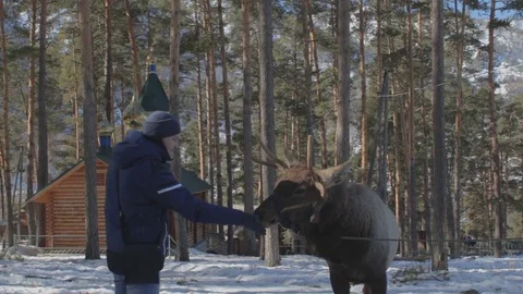 Young man feeds deer at winter park. Altai mountains, Russia Stock Footage 74434122