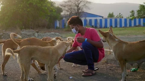 A young man feeds a group of stray or feral dogs outdoors in india Stock Footage 278741611