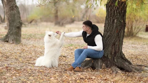 A young man feeds his cute fluffy Samoyed in an autumn park Stock Footage 322658079