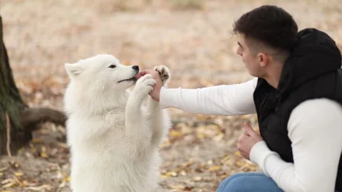 A young man feeds his cute fluffy Samoyed in an autumn park Stock Footage 322658099