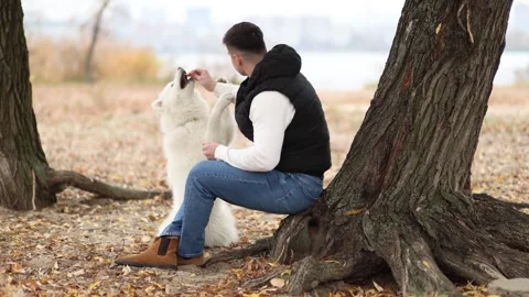 A young man feeds his cute fluffy Samoyed in an autumn park Stock Footage 322658117
