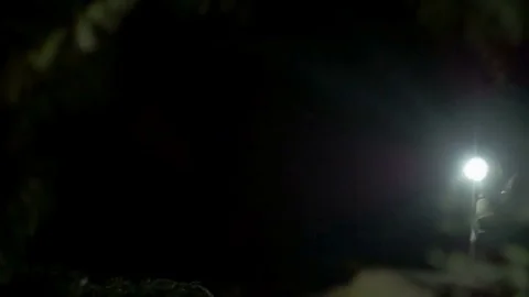 Young man with flashlight in the forest at night. 動画素材 82221873