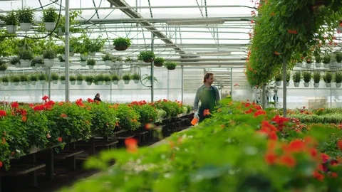 Young man florist walking throught the splash of flowers and checking everything Stock Footage 75289797