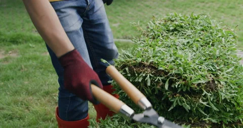 A young man is gardening. Preparing grass carpet before plant on lawn Stock Footage 159048866