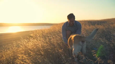 Young man gently caressing old dog in dry grass at sunset Video stock 68311878
