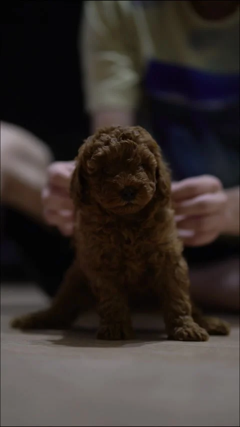 A young man gently pets and plays with his small brown poodle puppy  스톡 동영상 342191198