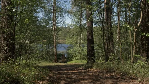 The young man goes to the camera from the shore of a forest lake. Tourism on Stock Footage 108281003