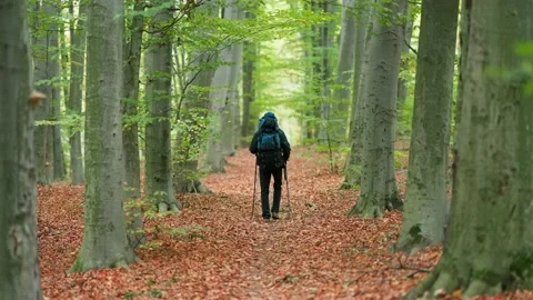 A young man goes hiking in the autumn forest. Stock Footage 219800342