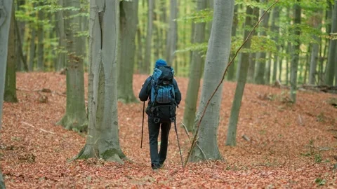 A young man goes hiking in the autumn forest. Stock Footage 219800656