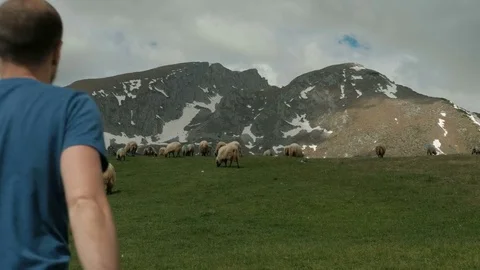 Young man goes through meadow where sheep graze in outdoors. He quickly heads to Video stock 77433706