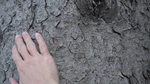 Young man hand touching bark Stock Footage 83048320