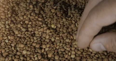 Young Man Hands Picking Lentils Vidéo 122381925