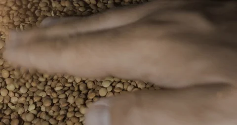 Young Man Hands Picking Lentils Vidéo 122382028