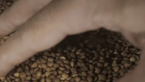 Young Man Hands Picking Lentils in Slow Motion Vidéo 122382188