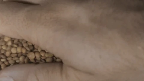 Young Man Hands Picking Lentils in Slow Motion Stock Footage 122382485