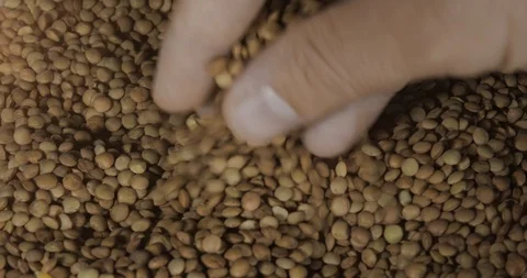 Young Man Hands Selecting Lentils Vidéo 122381867