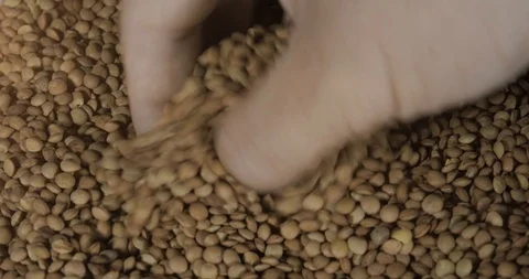 Young Man Hands Selecting Lentils Stock Footage 122381910