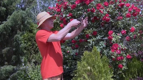 A young man in a hat cuts a rose that grows on the plot Stock Footage 116050817