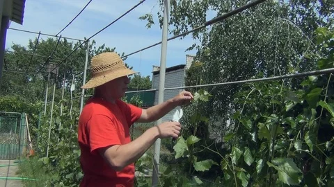 Young man in a hat cuts a vine with a pruner Stock Footage 116050790