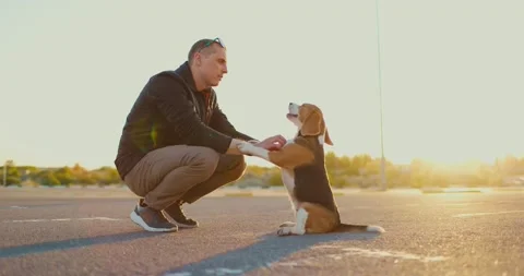 Young man is having fun with his pet on the street. Owner strokes the dog Stock Footage 198574762