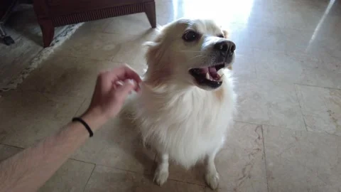 Young man having fun with his dog at home and beloved dog relaxing Stock Footage 219196251