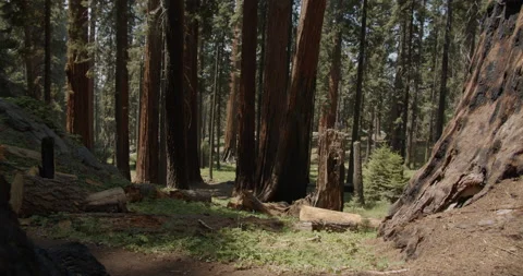 Young man hiking though Sequoia National Park with backpack enjoying nature Stock Footage 137993917