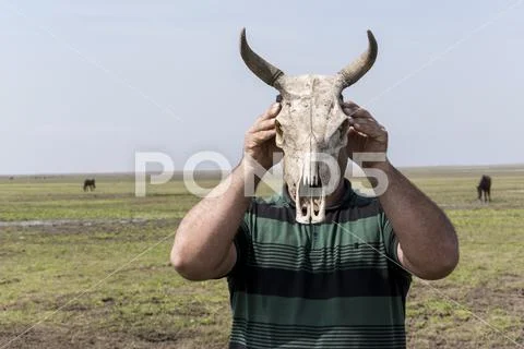 Young man holding a cow skull in front of his head Stock Photos