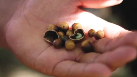 A young man holds several hazelnut in hand Stock Footage 143988645