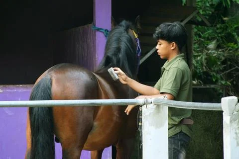 A young man from Indonesia is cleaning a local dark brown horse in a stable Stock Photos